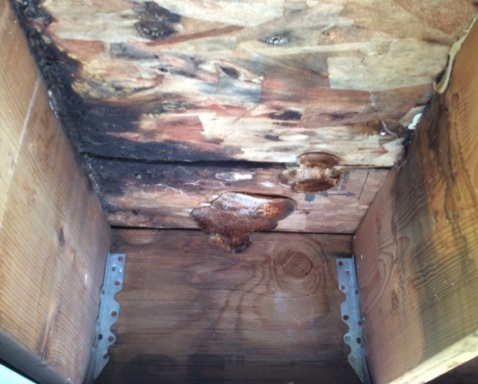 Internal Dry Rot Damage in Construction Defects